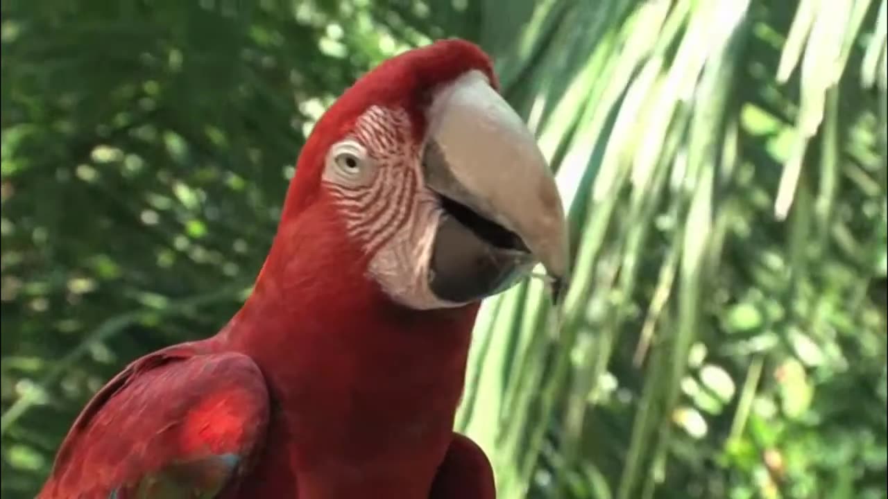 Jungle
