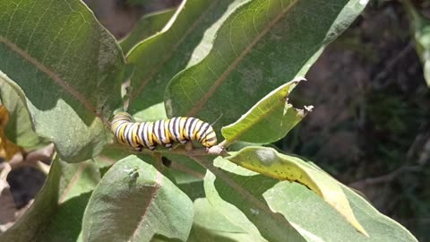 Monarch Butterfly Caterpillar