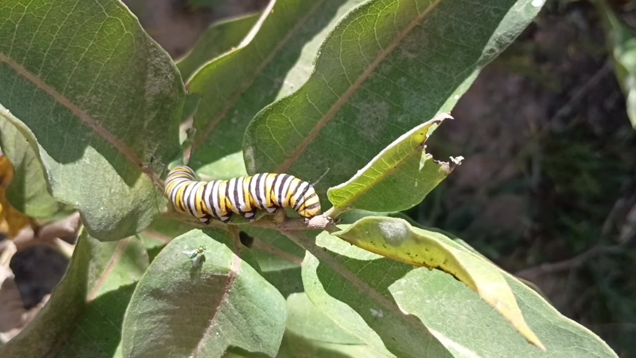 Monarch Butterfly Caterpillar