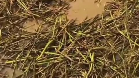 quick fish finding tutorial
