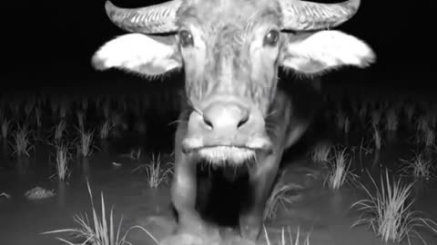 animals
