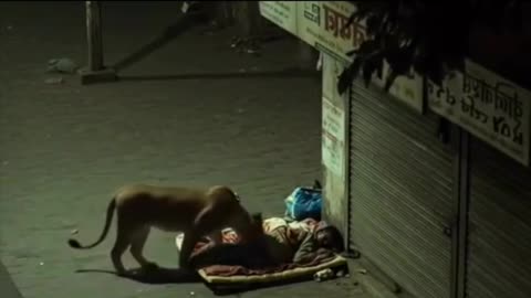 Free walking tiger in the city