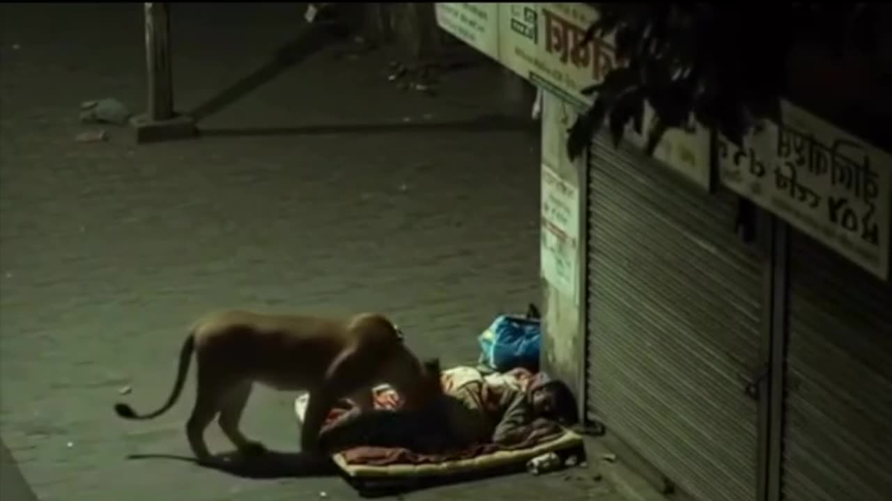 Free walking tiger in the city