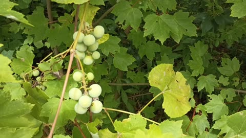 Wild Grapes