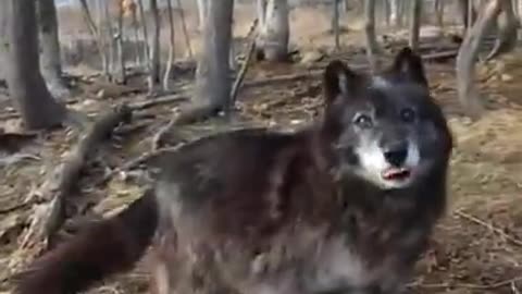 The 'Big Bad Wolf' is scared of cheese