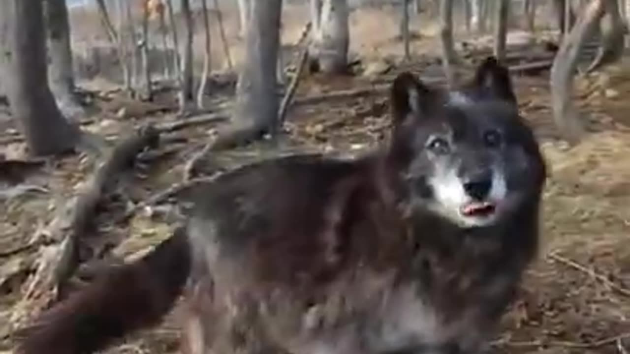 The 'Big Bad Wolf' is scared of cheese