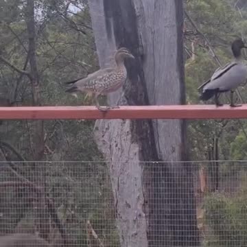 Welcome to Australia 🇦🇺