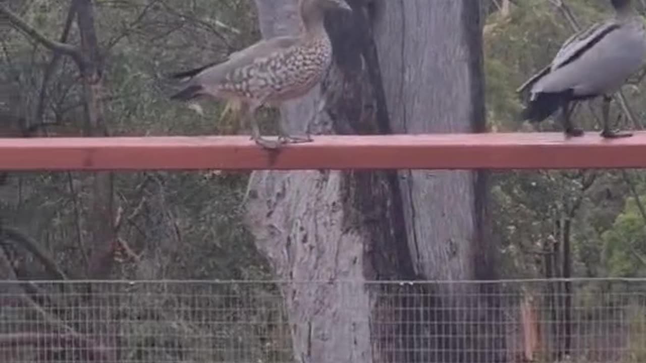 Welcome to Australia 🇦🇺