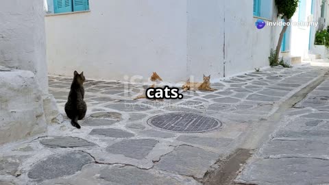 The Witch’s Tower: Rome’s Cat Sanctuary Story #travel #explore #history #torreargentina
