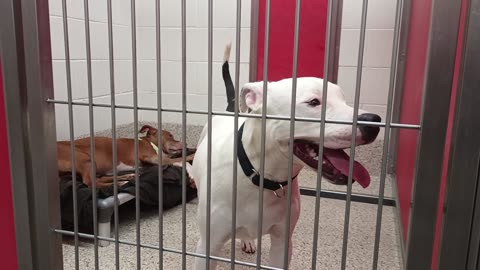 Braveheart-on bed 6y A869334 CJ-white 10mos A868322 kennel 49 pod 2 PACC shelter20250702_393