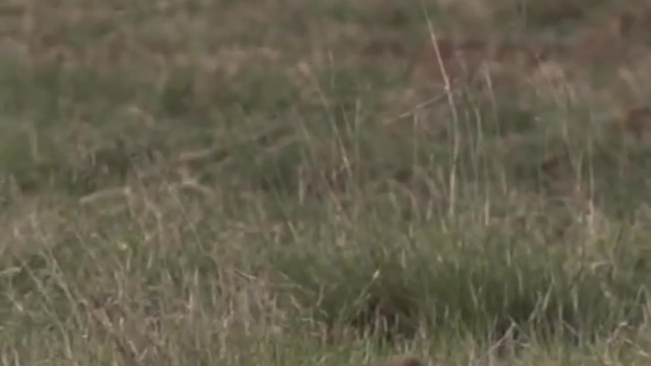 Animaux