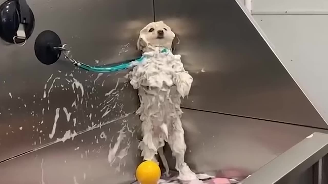 Funniest Cats And Dogs