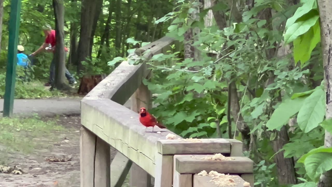 Male Cardinal at a park in Toronto