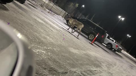 Caribou With Moose Ornament Stuck in Antlers