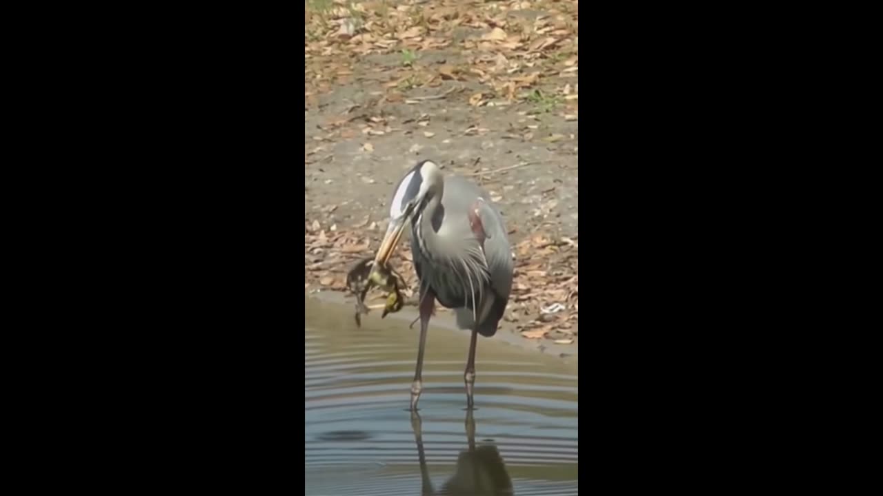 HERON SNACK