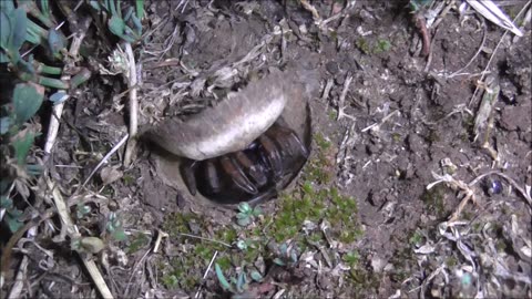 Trapdoor Spider Sally Allows Elon Earwig To Escape