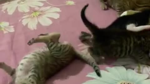Cute Kitty Baby Cat Kitten Shorts Fanny Video Part 2