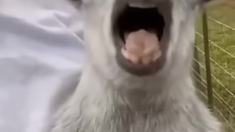 funny animals video 1
