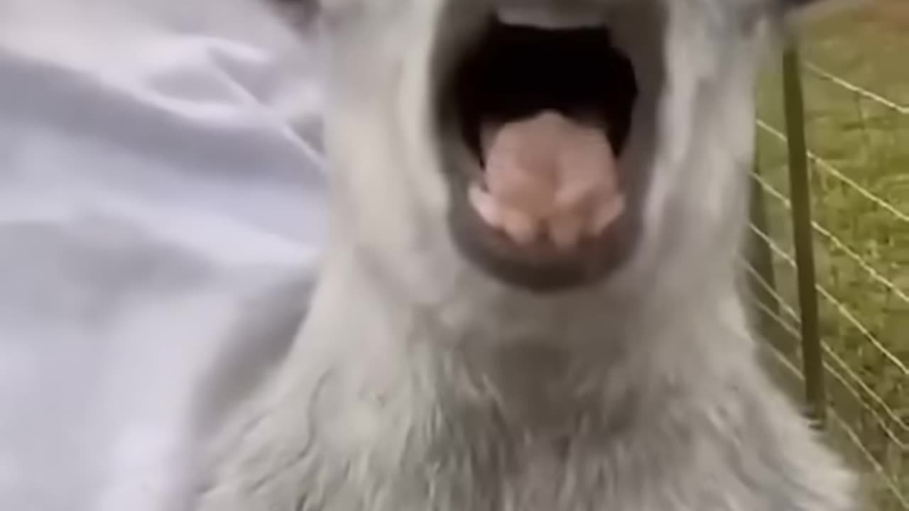 funny animals video 1