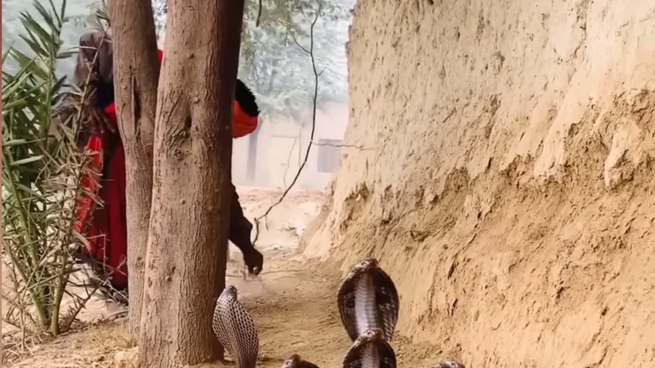 Snake real short viral video