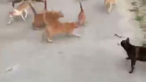 amazing video #short #viral#short#video