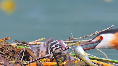 Grebe raising chicks
