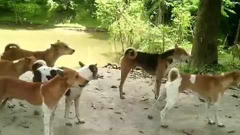 Bangladeshi Dogs