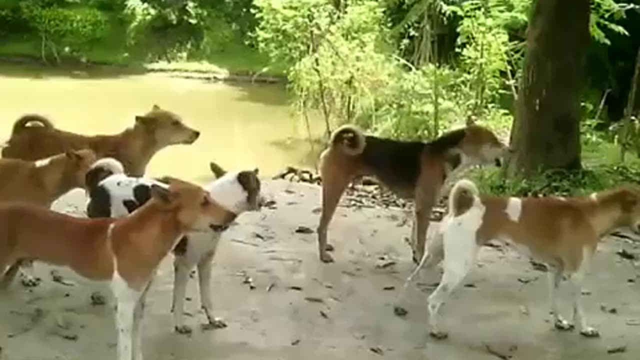 Bangladeshi Dogs