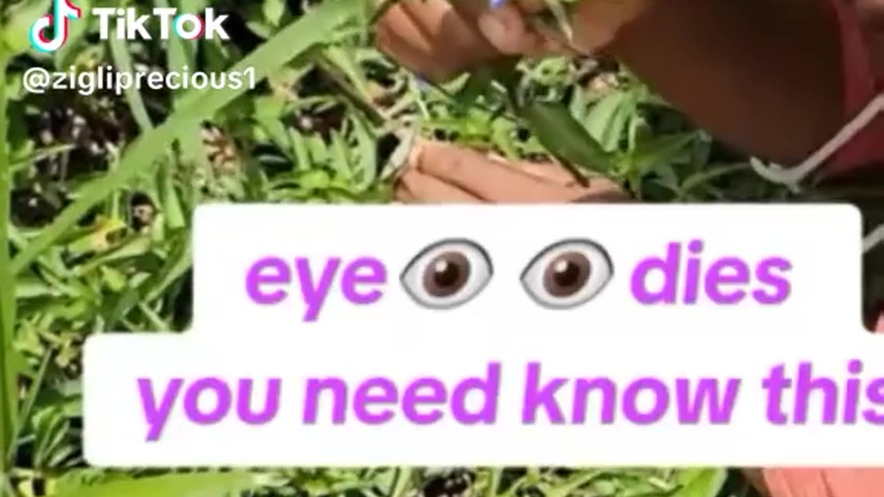 Herbal remedy for eyes