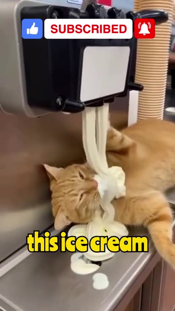 Cat Caught Eating Ice Cream