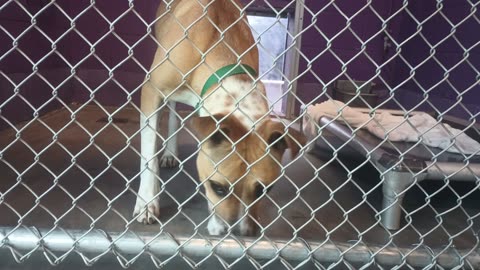 Yogi Bear Pet Id 940279 kennel 21 HSSAZ shelter he has stranger danger but ok, I fed him20250711_860