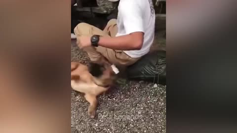 😂 New Funny Cats and Dogs Videos 😻🐶