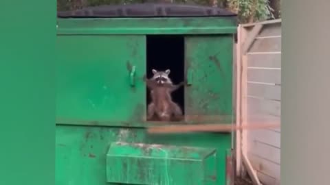 Funny Animals video