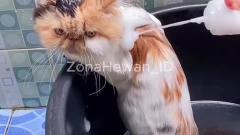 Cat Feeding Time | Wet vs Dry Food