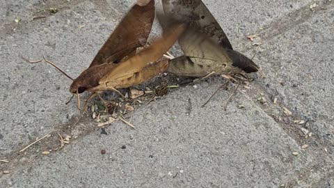 Moth Mate On Walkway