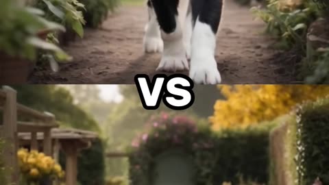 Cutest fight ever! Who's the strongest puppy