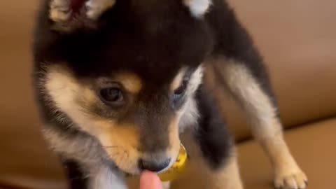 The story of Maggie and I #ShibaInu #DouShiba #Cutepet