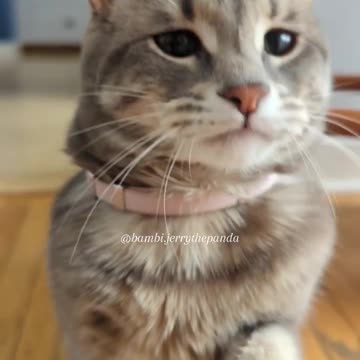 “Bambi Stomps Over to Say Hello – Cutest Deer Moment Ever! 🦌🤎”