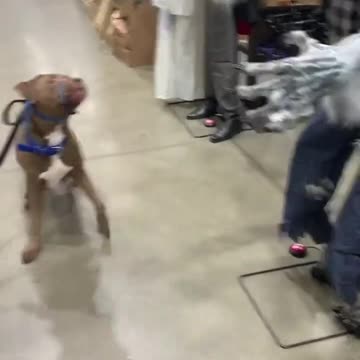 _Happy Halloween to the dog!!