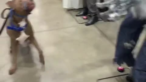 _Happy Halloween to the dog!!