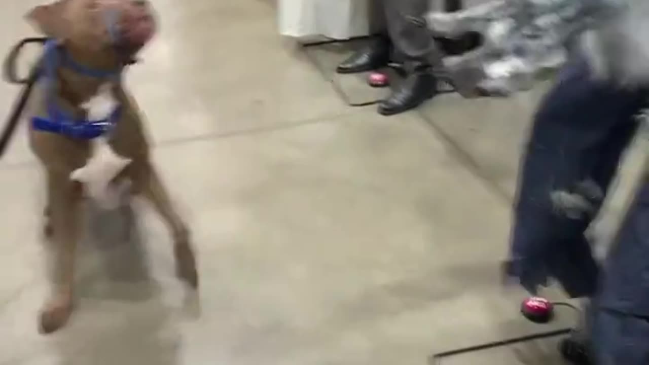 _Happy Halloween to the dog!!