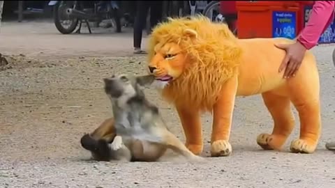 Fack Lion King 👑 Vs Real Dog's 👑 Funny video 🤣 so cute comedy Videos 🤣