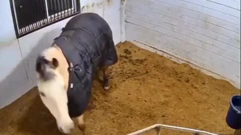 😂🐎 Horse's Epic Victory Dance After Scoring! | FunFM