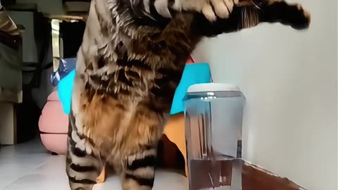 Cat Broke the Laws of Physics! #aicat