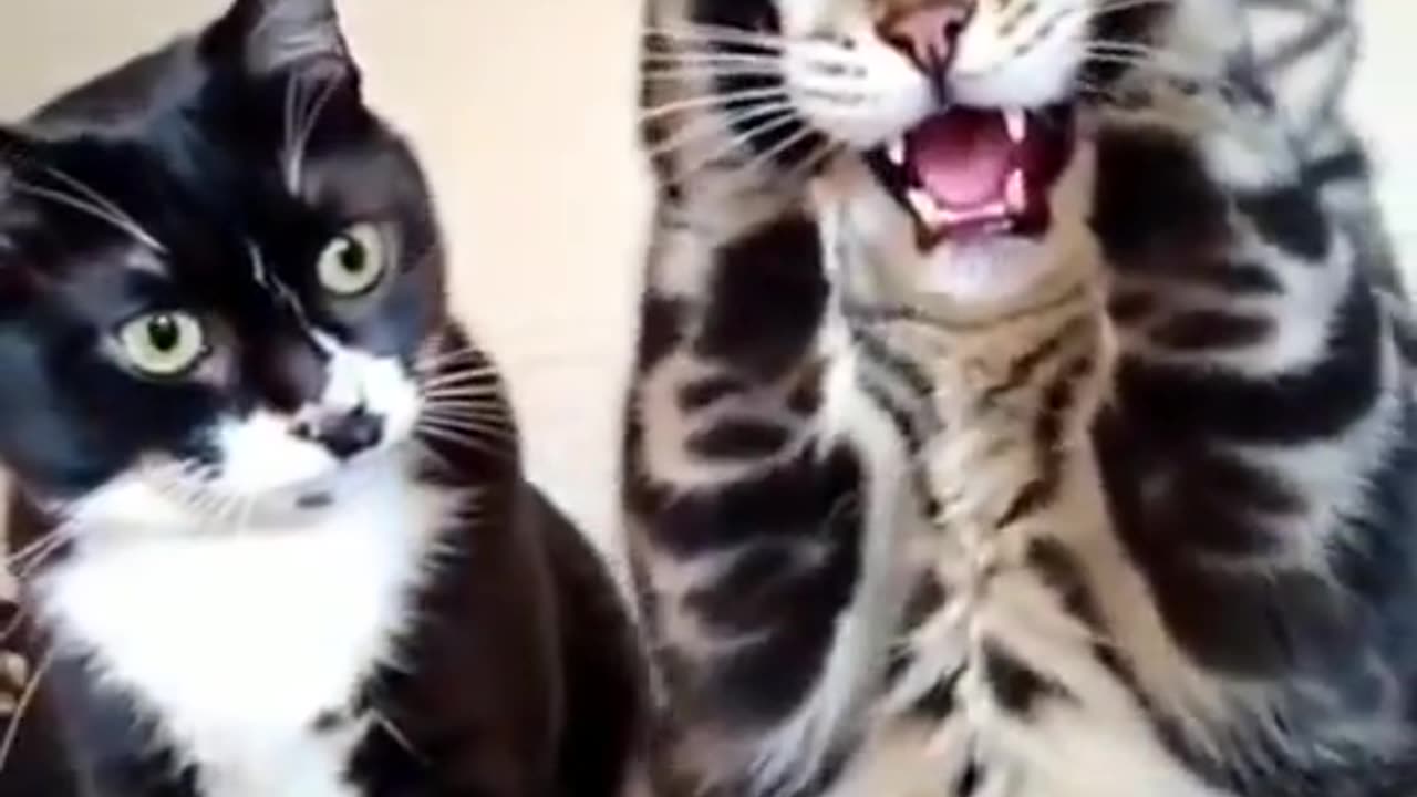 Meow, meow, meow