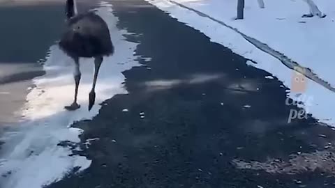 Funniest Animal Fails