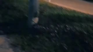 Nueva integrante de la barra: Hana - Perritos jugando