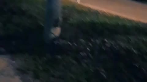 Nueva integrante de la barra: Hana - Perritos jugando