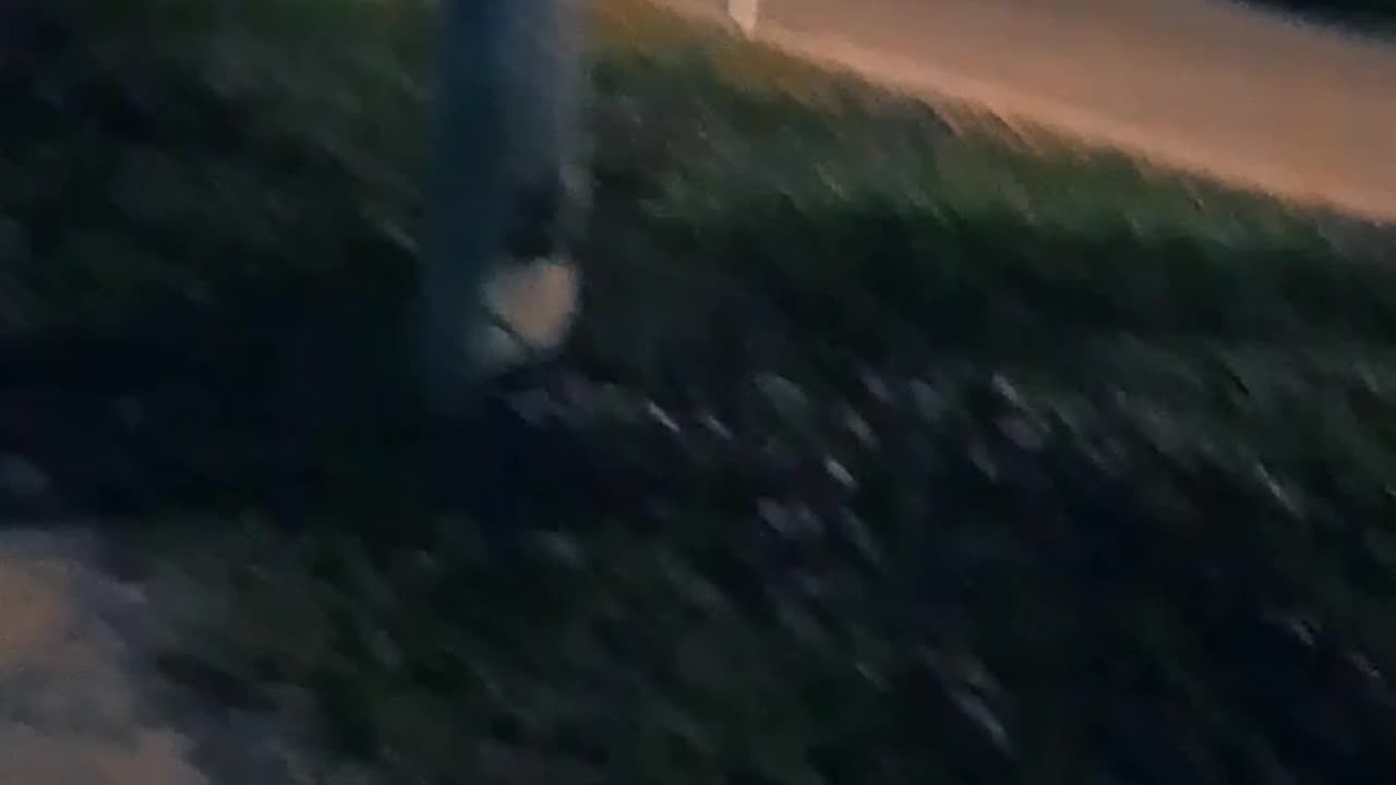 Nueva integrante de la barra: Hana - Perritos jugando