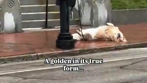 doggo has decided the walk is over. LOL
